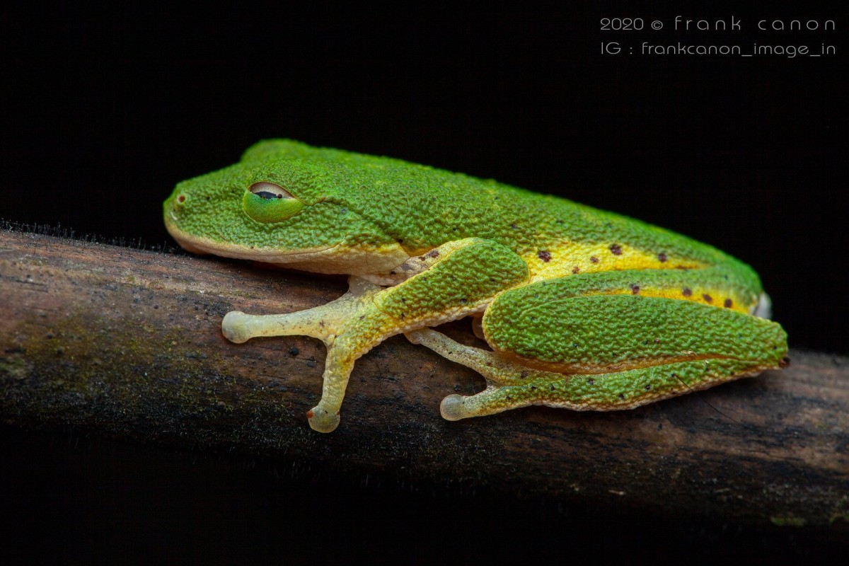 Pseudophilautus poppiae Megaskumbura & Manamendra-Arachcchi, 2005